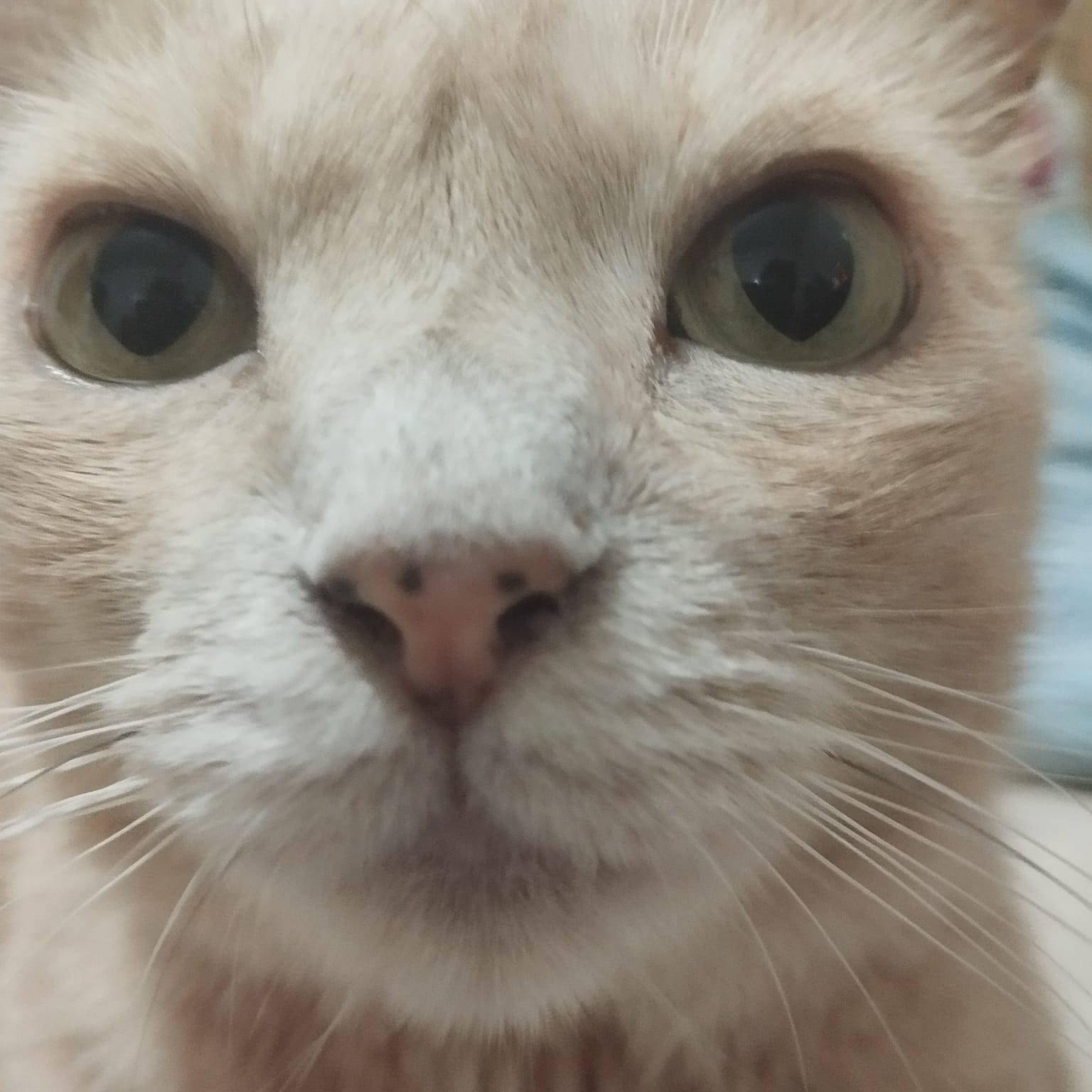 My orange cat making a cute face